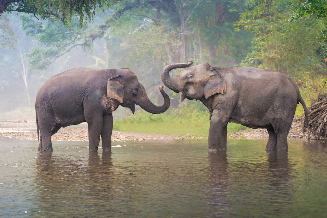 Private Tour | Elephant camp & Orchid garden (half day) in Chiang Mai